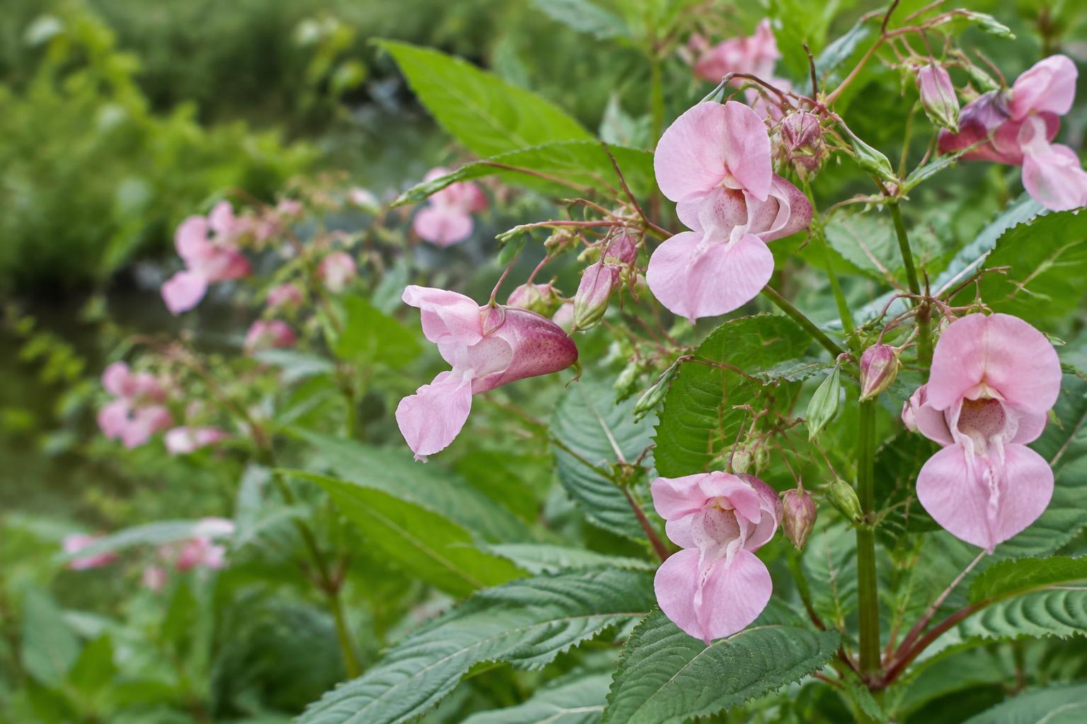 Flores rosadas de Impatiens entre hojas verdes